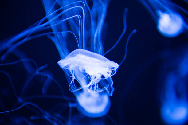 istock Jellyfish close up in the water 826190658
