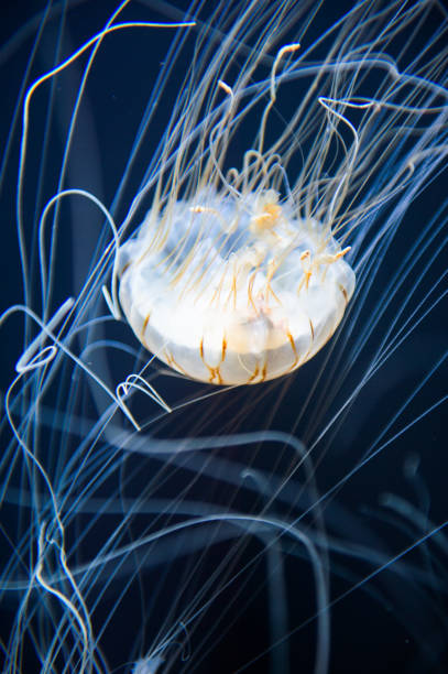 istock Jellyfish close up in the water 826190688