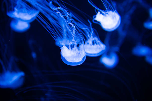 istock Jellyfish close up in the water 826190726