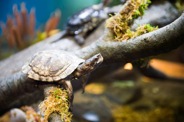 istock Turtle close up in the water 826190768