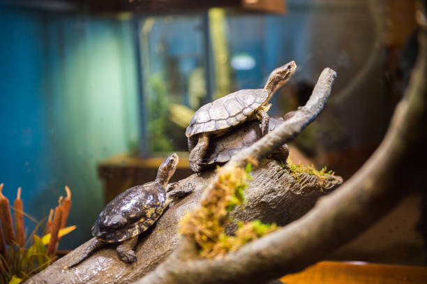 istock Turtle close up in the water 826190792
