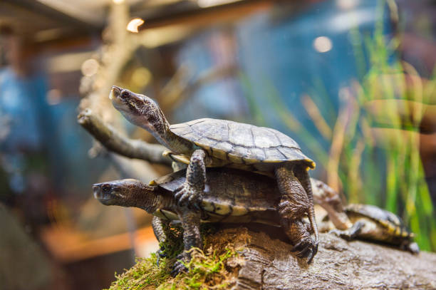 istock Turtles making love close up in the water 826190874