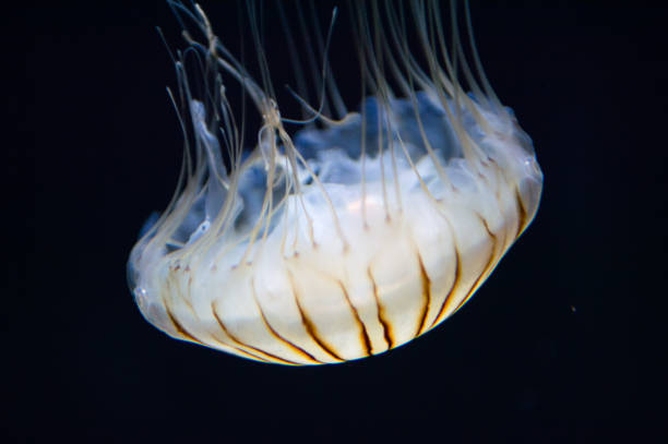 istock Jellyfish close up in the water 826190882