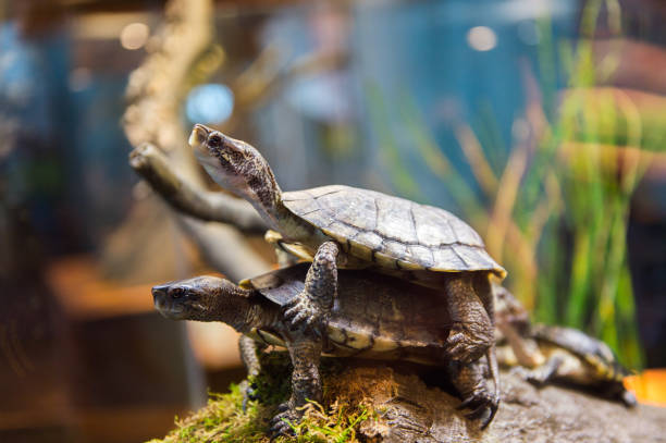 istock Turtles making love close up in the water 826190892