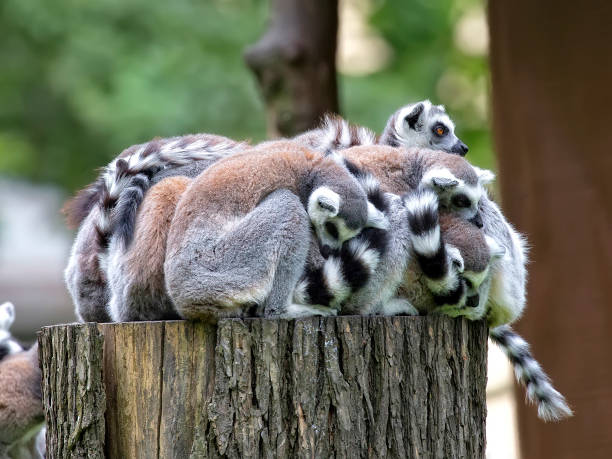 istock Lemurs family in the forest 826191486
