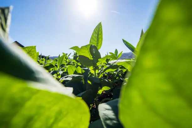 Cuba: Tobacco field with tobacco plants in Valle de Vinales.