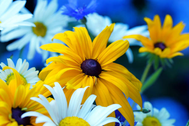 Orange flower petals, close up and blue background