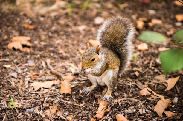 istock Squirrel eats a hazel nut in New York, USA 826194218