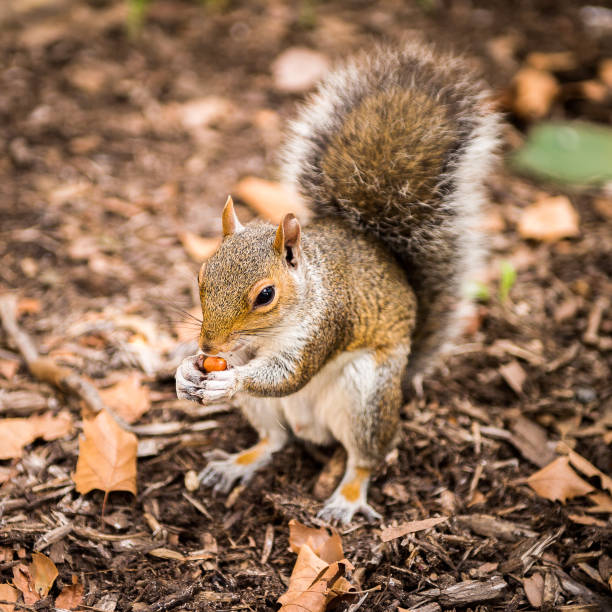 istock Squirrel eats a hazel nut in New York, USA 826194224
