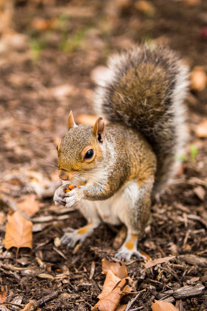 istock Squirrel eats a hazel nut in New York, USA 826194226