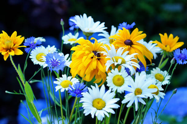 cotula grande camomille, marguerites, échinacée, bleuets et jaune - anthemis cotula photos et images de collection