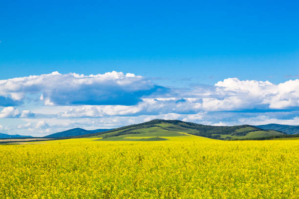 Canola flower field in Summer, Hulun Buir ,China.