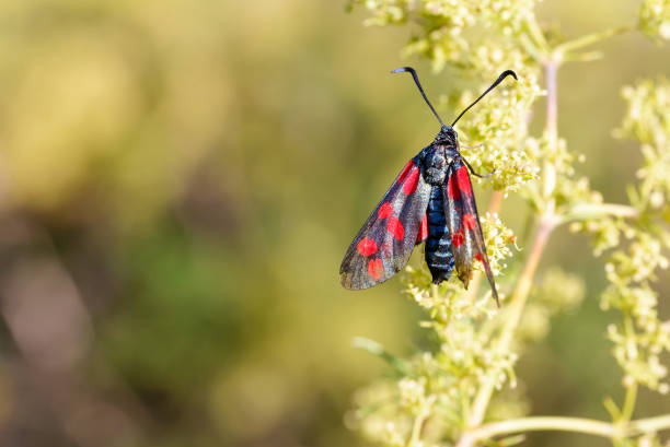 Zygaena filipendulae, also known as Six-spot burnet, on a Galium verum flower in the ukrainian meadows, near Kiev, under the warm summer sun