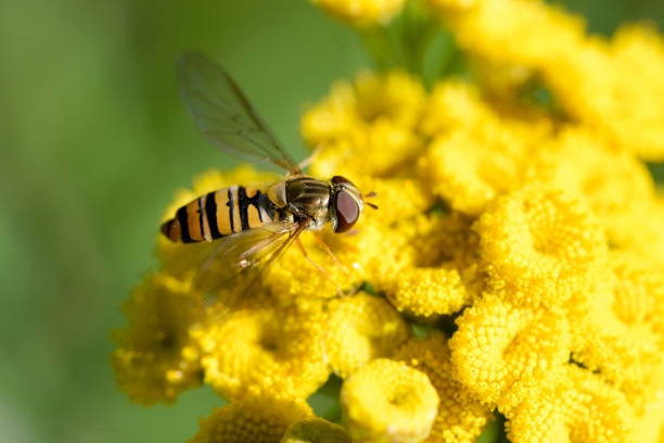 Episyrphus balteatus, also known as Marmalade hoverfly  on a yellow Tansy flower (Tanacetum vulgare)
