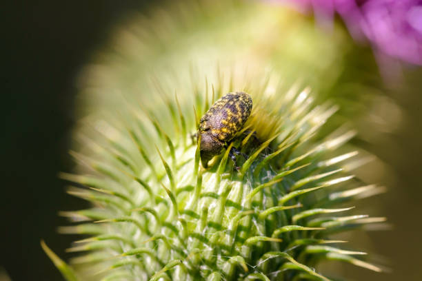 A brown an yellow Larinus turbinatus on a thistle, under the warm summer sun