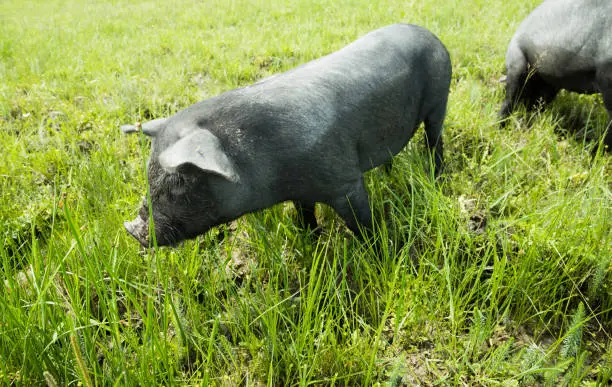 Photo of Black Pig