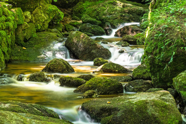 istock Beautiful Mountain Stream With Moss Covered Stones 826199856