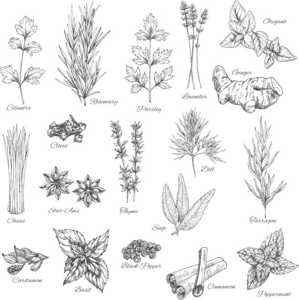 illustrations, cliparts, dessins animés et icônes de épices et herbes vector esquisse icônes - plante aromatique illustrations