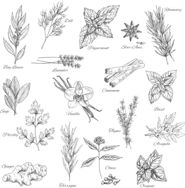 kräuter und gewürze vektor skizze symbole - herb tarragon thyme parsley stock-grafiken, -clipart, -cartoons und -symbole