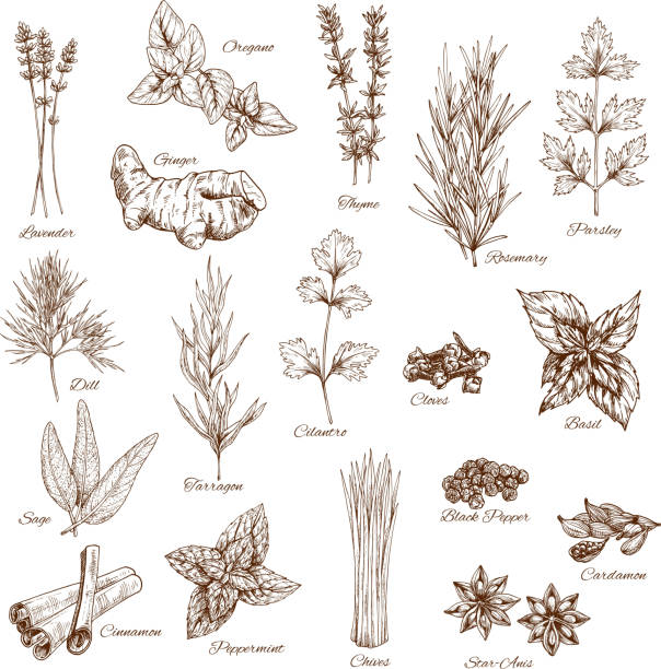 Sketch spices and herbs vector flavorings Herbs or spices sketches of lavender and oregano, thyme or rosemary and parsley. Vector seasonings dill or tarragon and cilantro. Flavoring basil or sage, cinnamon and peppermint, anise and cardamom cinnamon stick spice food stock illustrations