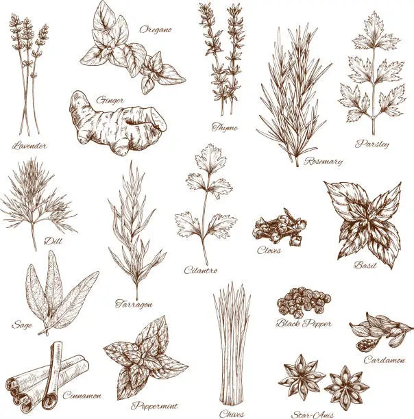 Vector illustration of Sketch spices and herbs vector flavorings