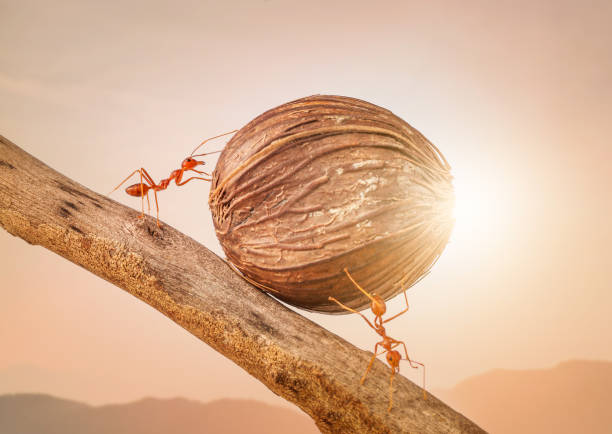 istock Ants carrying food together, teamwork concept 826204036