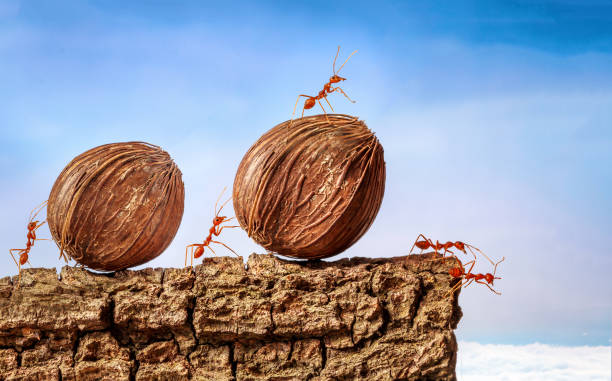 istock Ants carrying food together, teamwork concept 826204072