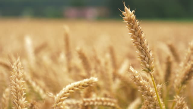 Barley Crop Field in Close Up