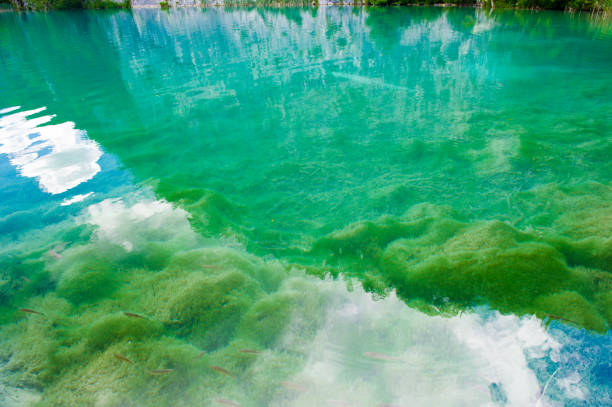 istock Bottom of the lake seen through the water 826207610
