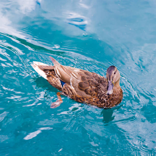 istock Duck swims over the river with many fishes 826207634