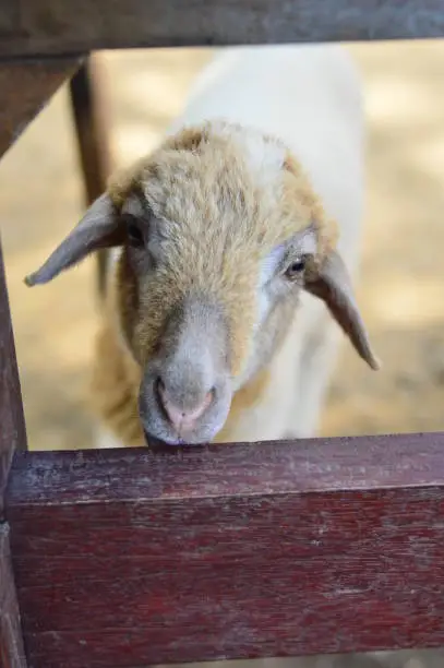 Photo of Sheep