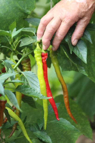 istock Growing Chili Pepper in a Greenhouse. 826212846