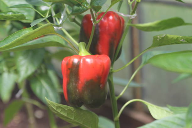 istock Growing Pepper in a Greenhouse. 826216148