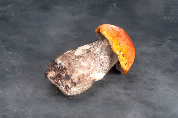 istock Crunchy edible mushroom 826216156