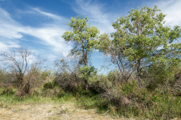 istock steppe, prairie, veld, veldt 826217104