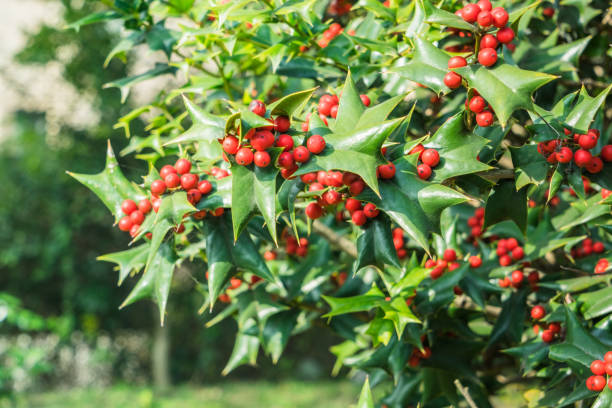 istock Close-Up Of Hawthorn Berries 826220256