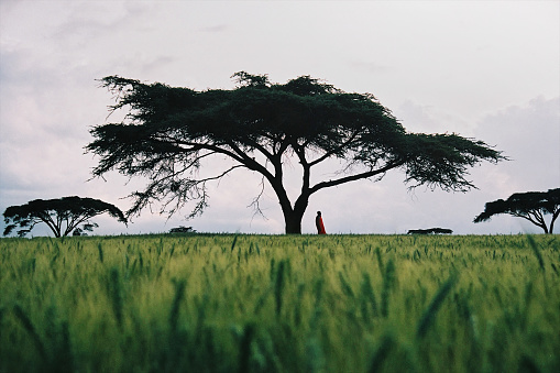 Nakuru, Kenya, Africa - 15 September, 2004 : A Masai man with red Masai blanket standing in a green wheat field under an acacia tree with cloudy sky