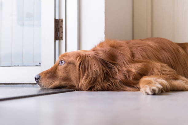 istock golden retriever to lie on the ground 826221470