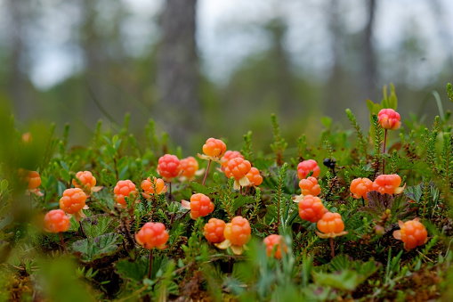 Cloudberry grow in the forest in Russia. Healthy food in wood