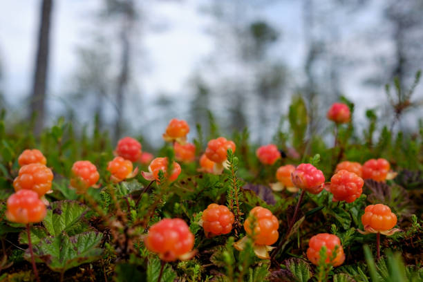 Cloudberry grow in the forest in Russia. Healthy food in wood