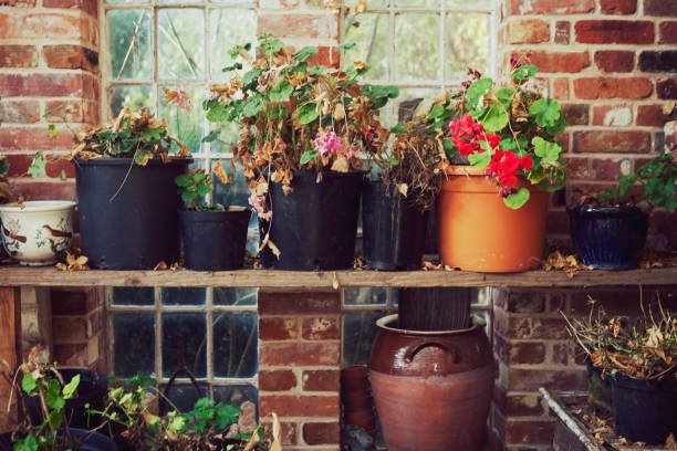 istock plantpots in greenhouse 826232622