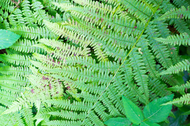 istock green fern leaves. nature, background. 826232802