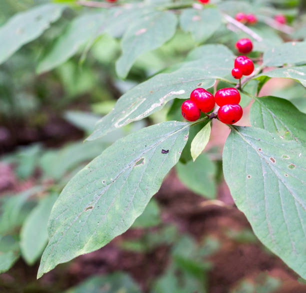 istock poison berries, wield honeysuckle. background, nature. 826233330