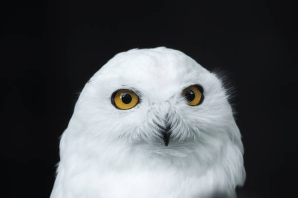 istock The head of a snow owl 826240508