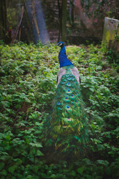 istock peacock in the garden 826241308