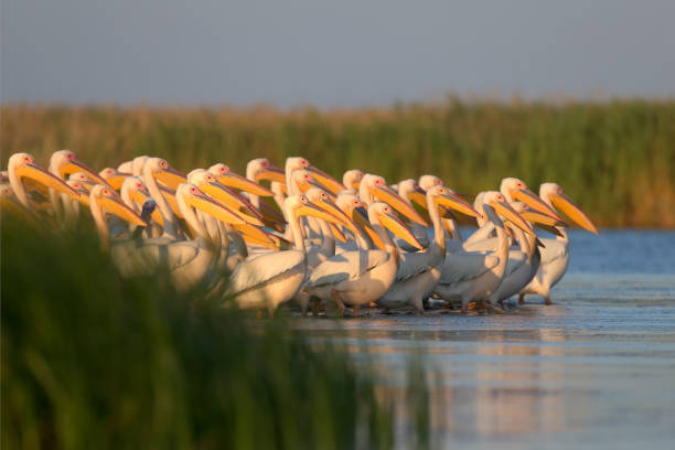 istock Big flock of white pelicans 826246662