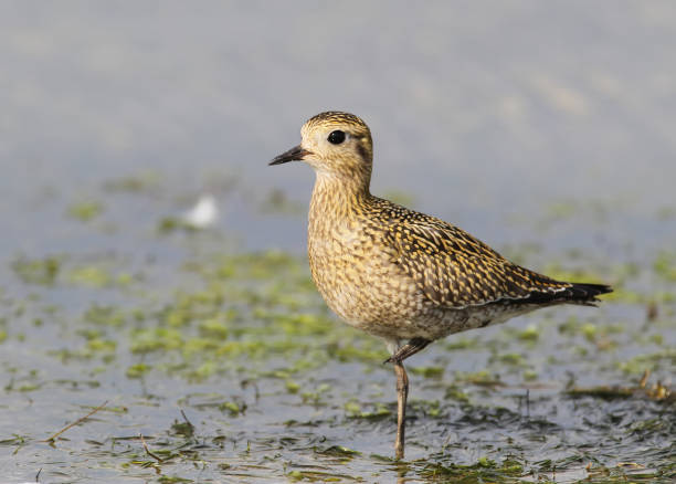 istock Portrait one golden plover 826246712