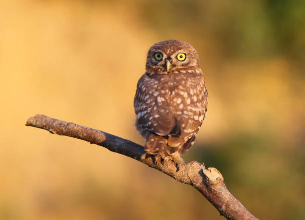 かわいい若いリトル フクロウ ソフト夜の光の肖像画を間近します。 - owl awe bird close up ストックフォトと画像