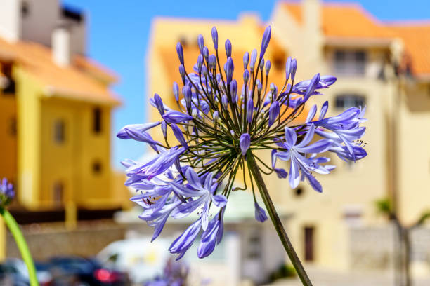 istock Purple flower in Algarve 826251642