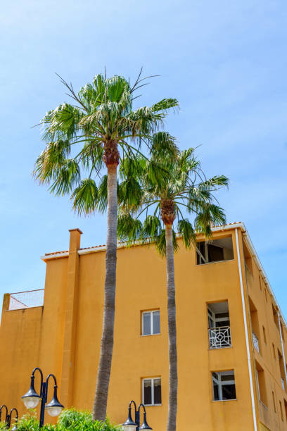 istock Two palm trees in urban Algarve 826251896